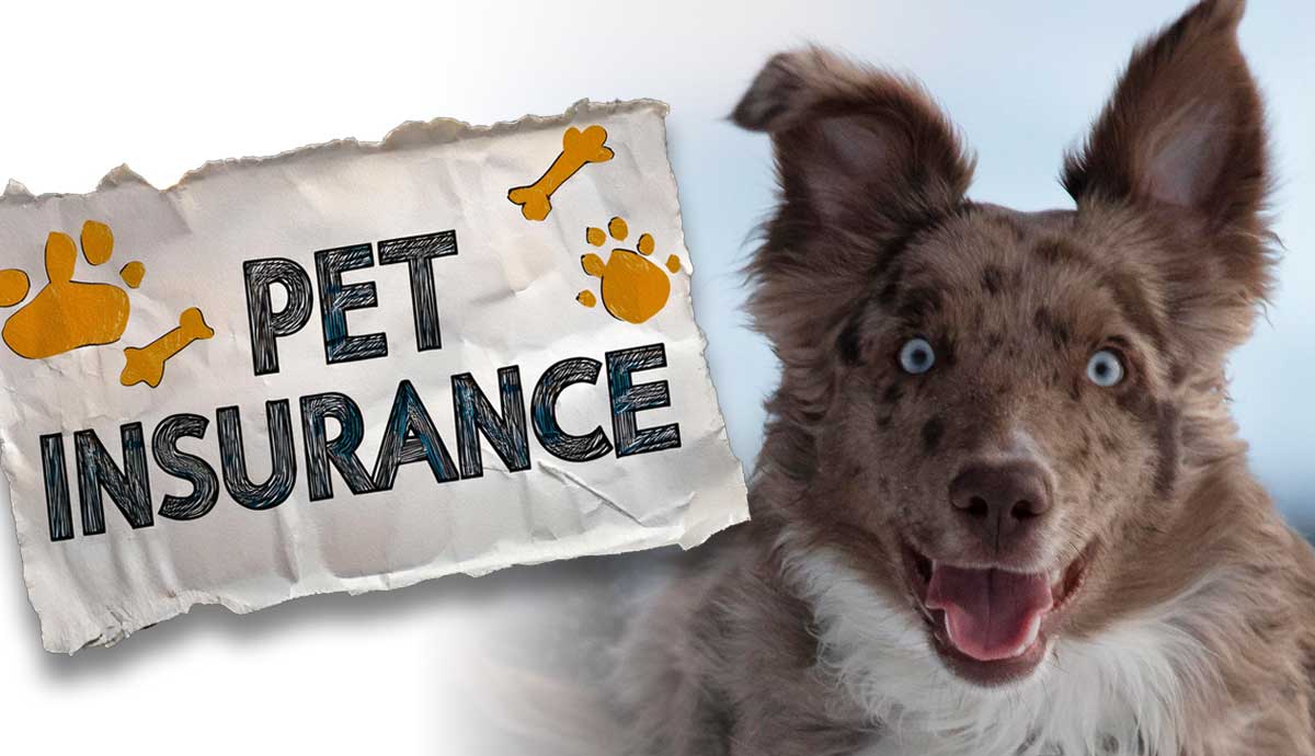 What Does Pet Insurance Cover